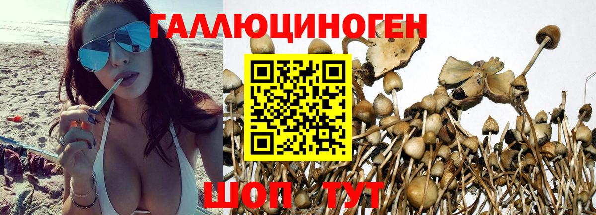 Псилоцибиновые грибы Psilocybe Тимашёвск