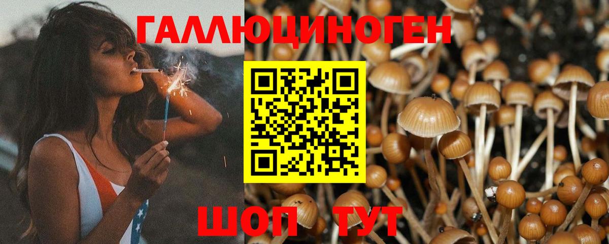 купить наркотики сайты  Псилоцибиновые грибы Psilocybine cubensis  Вход с VPN  Тимашёвск  Псилоцибиновые грибы Magic Shrooms 